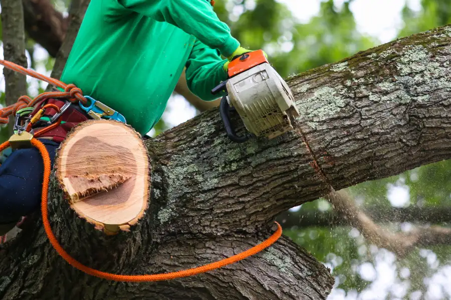 Expert Tree Trimming Fort Myers, FL