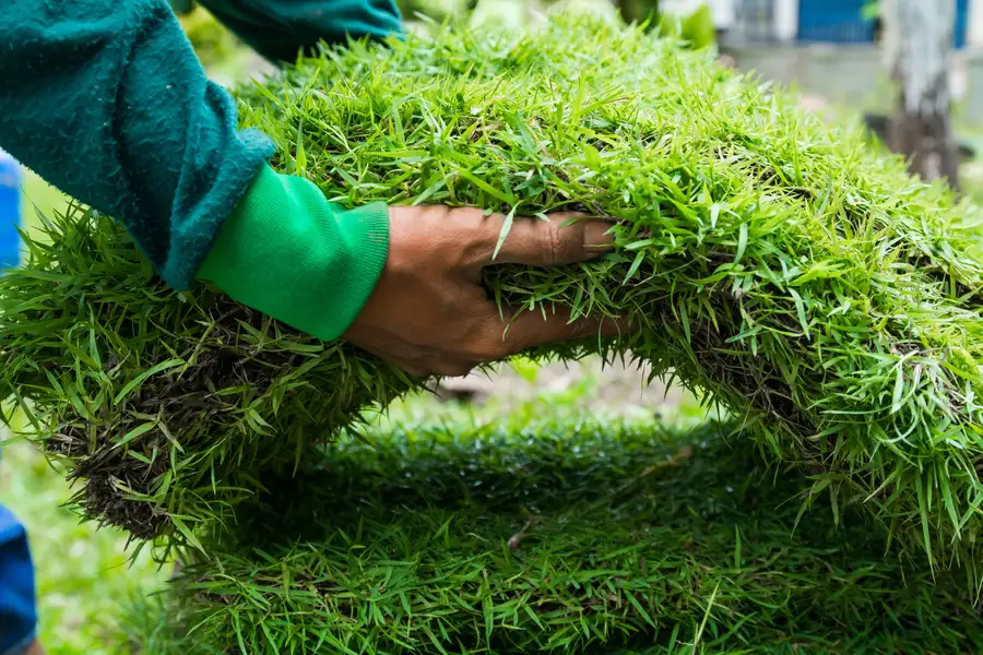 How Sod Installation Enhances Your Lawns Curb Appeal Fort Myers, FL