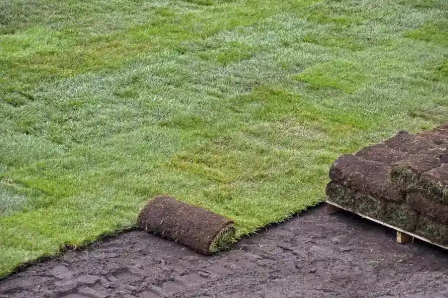How Sod Installation Enhances Your Lawns Curb Appeal in Fort Myers, FL