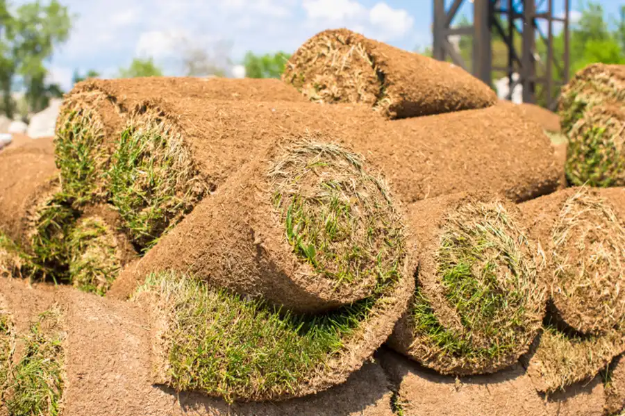 How To Choose The Right Sod For Your Landscape in Fort Myers, FL
