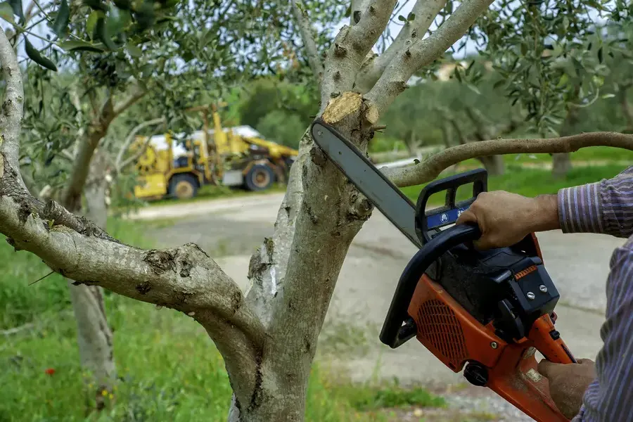 How Tree Trimming Helps Prevent Property Damage Fort Myers, FL