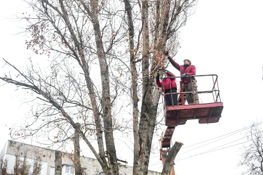 How Tree Trimming Helps Prevent Property Damage in Fort Myers, FL