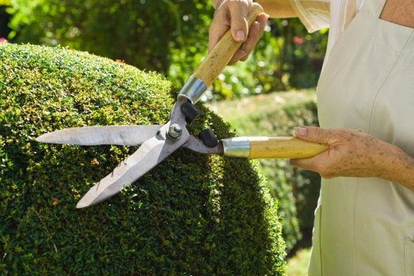 Lawn Maintenance