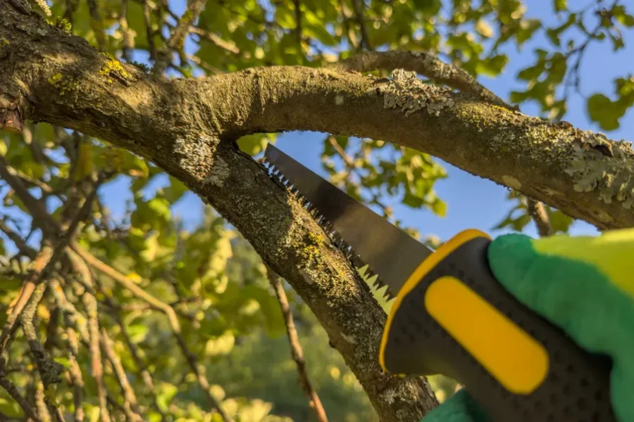 Premium Tree Trimming Fort Myers, FL