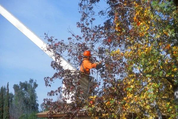 Tree Trimming