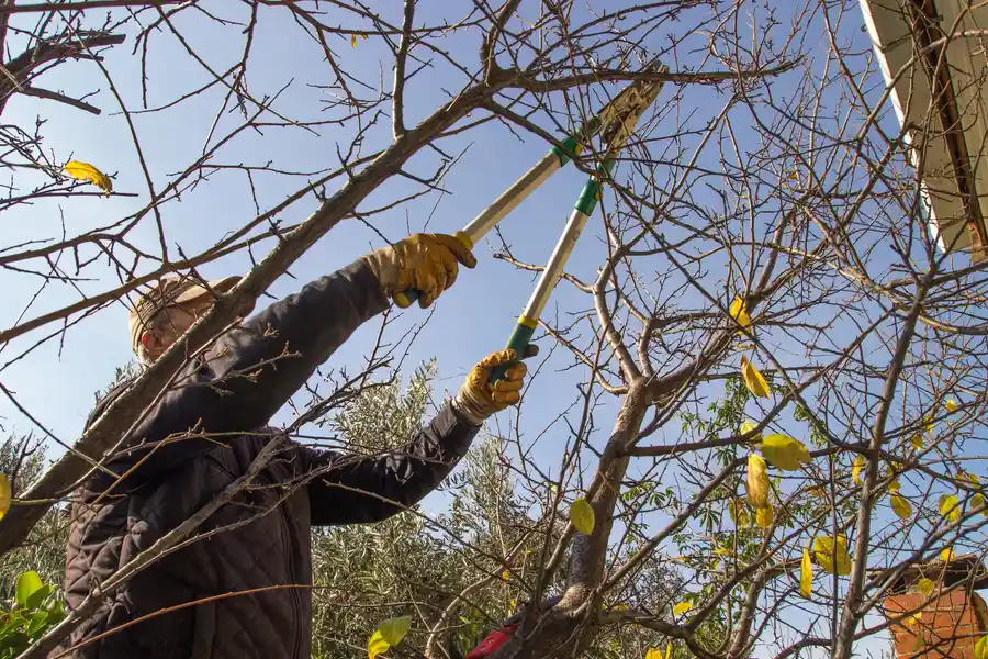 When To Schedule Tree Trimming For Optimal Results Fort Myers, FL