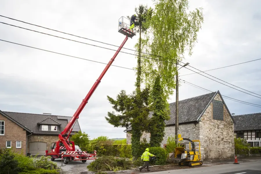 When To Schedule Tree Trimming For Optimal Results in Fort Myers, FL